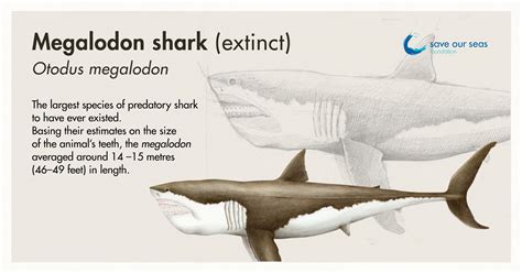 biggest megalodon in the world|Megalodon Size: Megalodon Shark Facts, Fossil, Size Comparison.